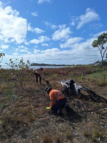 Three individuals conducting fieldwork in a forested area with scattered trees and clear sky.