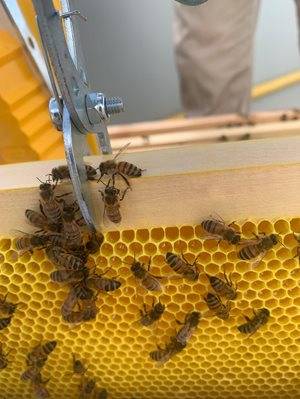 Bees in a hive